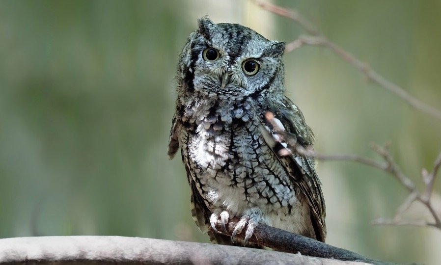 Eastern Screech-Owl face