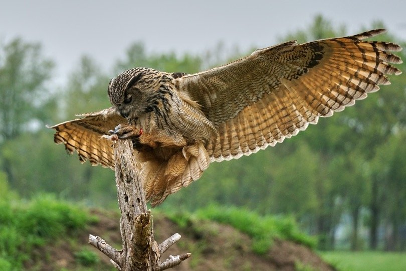 Eurasian Eagle Owl