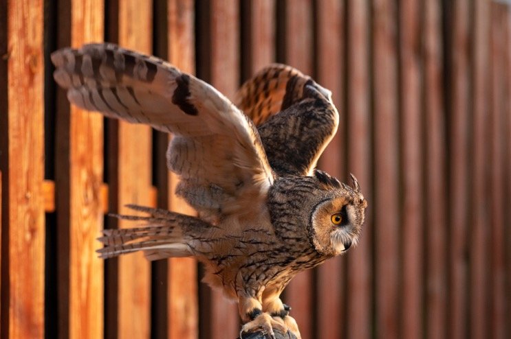 Great Horned Owl