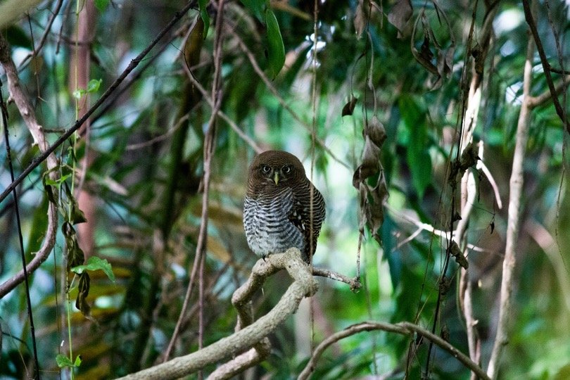 Jungle Owlets 