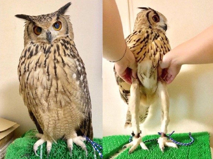 Long Eared Owl with Long Legs