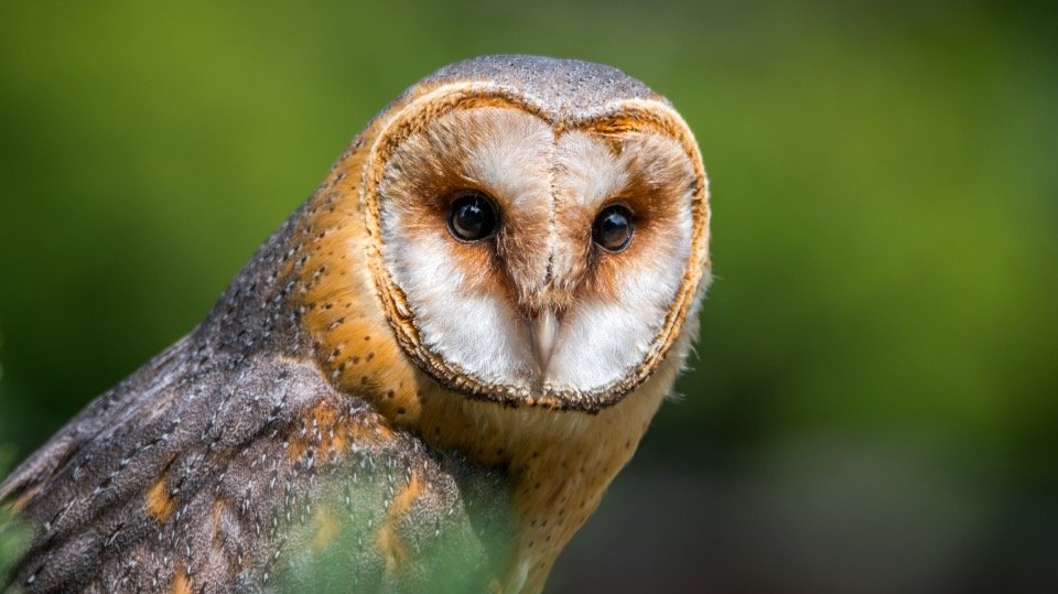 Masked Owl Face