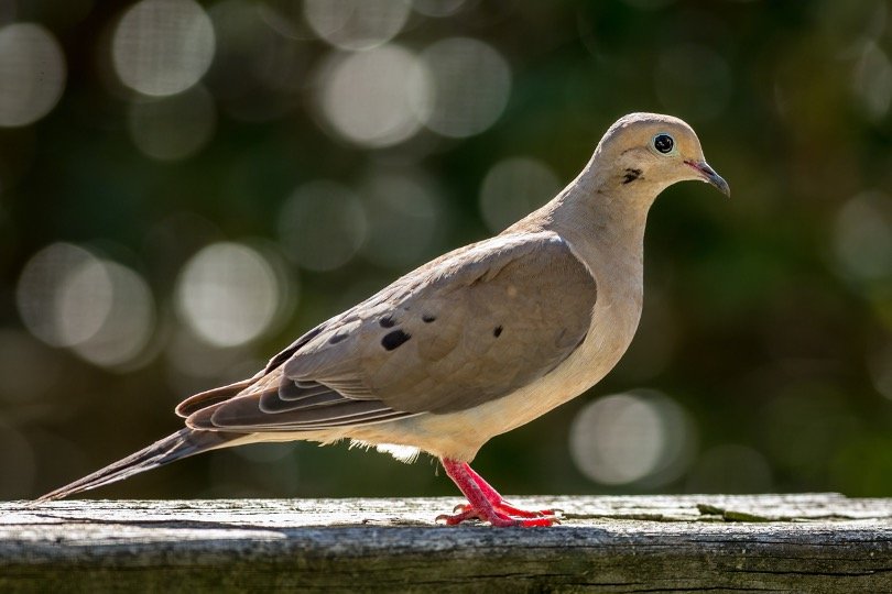 Mourning Dove perching on wall