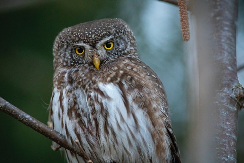 Northern Pygmy-Owl face