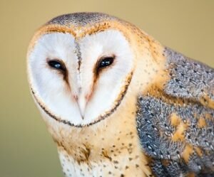 Read more about the article Owl Face: 19 Owl Species With Irresistible Faces