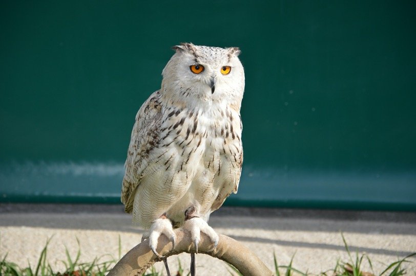 Owl Perching in backyard