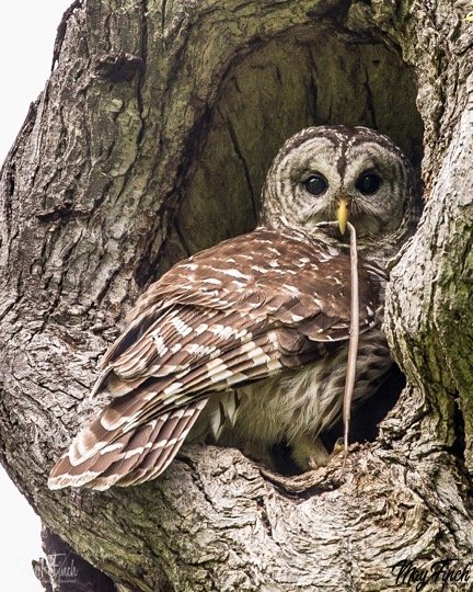 Owl eating snake in his nest