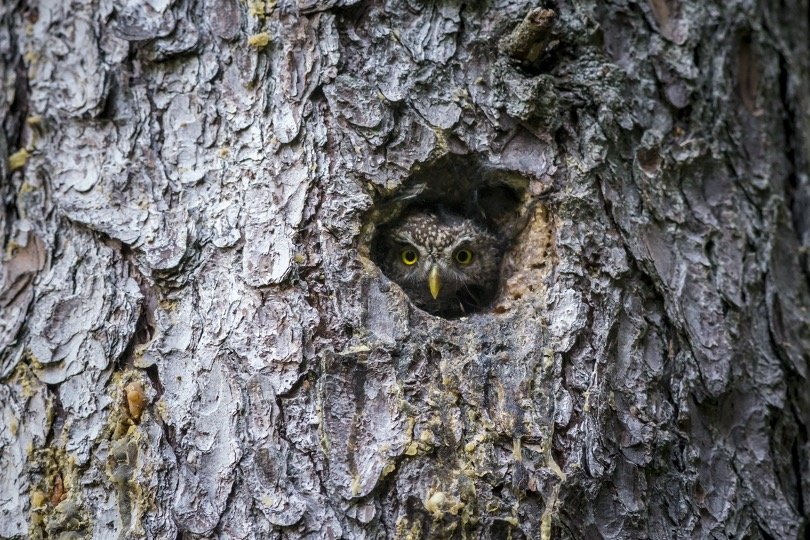 Owl looking from his nest