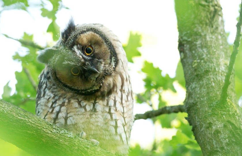 Owl rotating his head while perching on tree