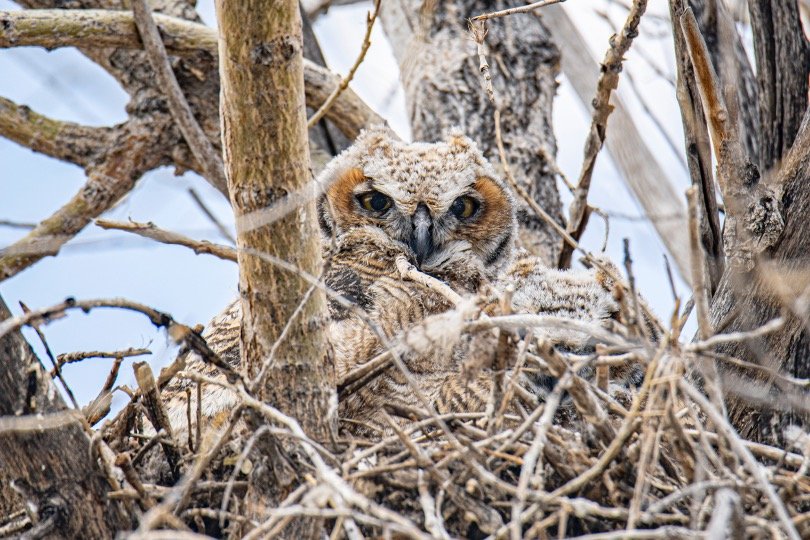 Owl sitting in his nest