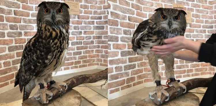 Owl with long legs