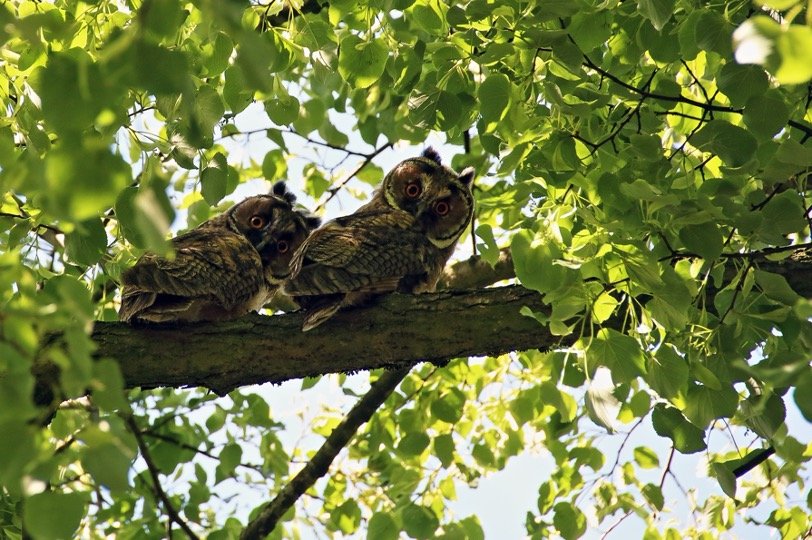 Owls perching on tree branch