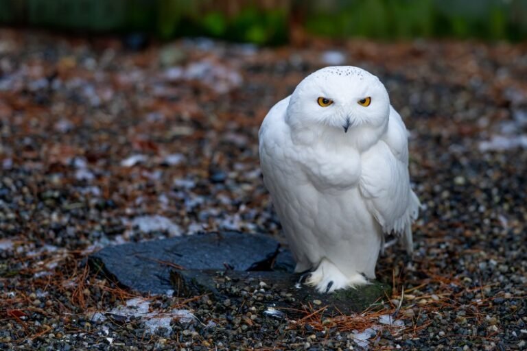What Do Snowy Owls Eat? Everything You Need To Know I OwlsFact