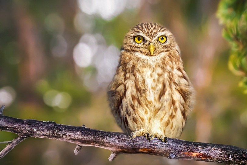 Sitting brown Owl