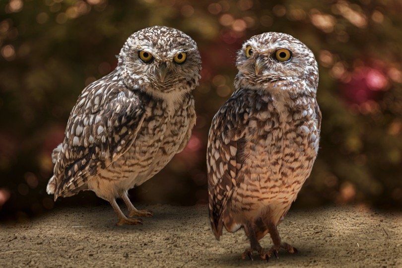Small Owls