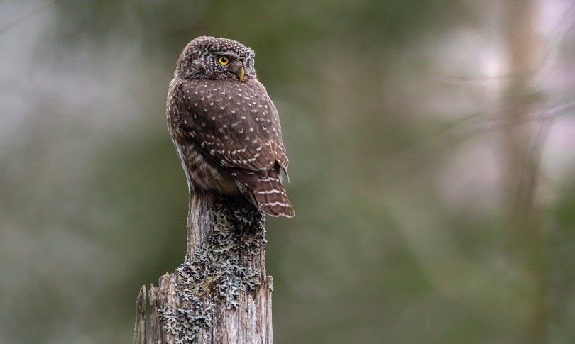 Small Spotted Brown owl looks backward by rotating his head
