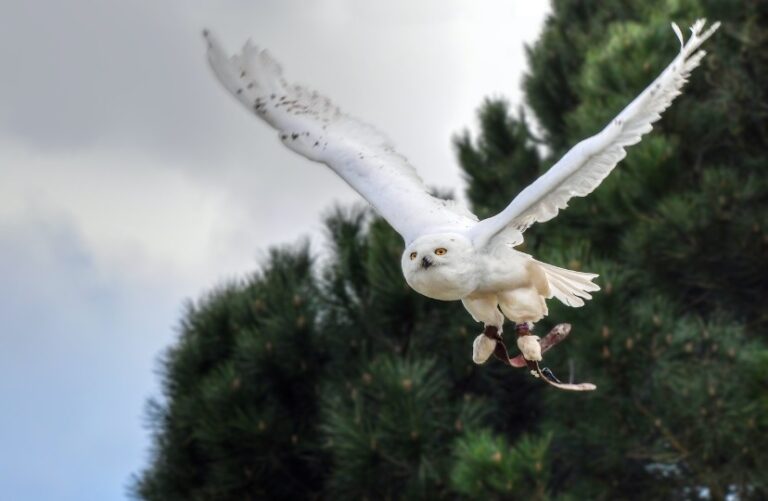 What Do Snowy Owls Eat? Everything You Need To Know I OwlsFact