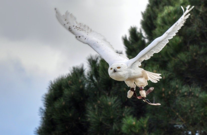 Snowy Owl