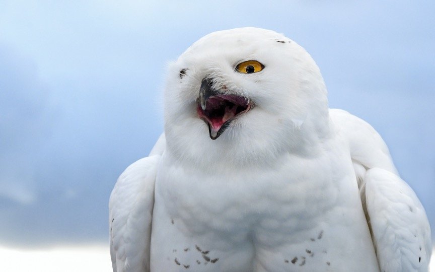 Snowy Owl Face