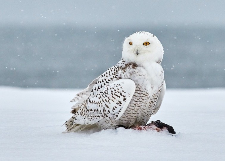 Snowy Owl sitting in a snow