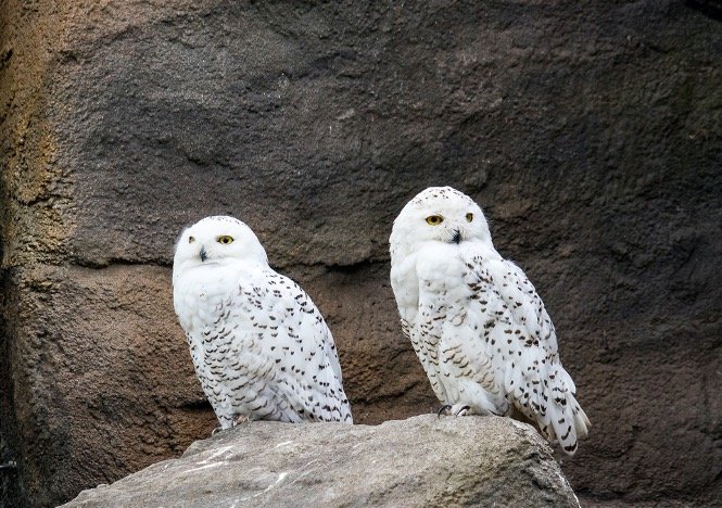 Snowy Owl