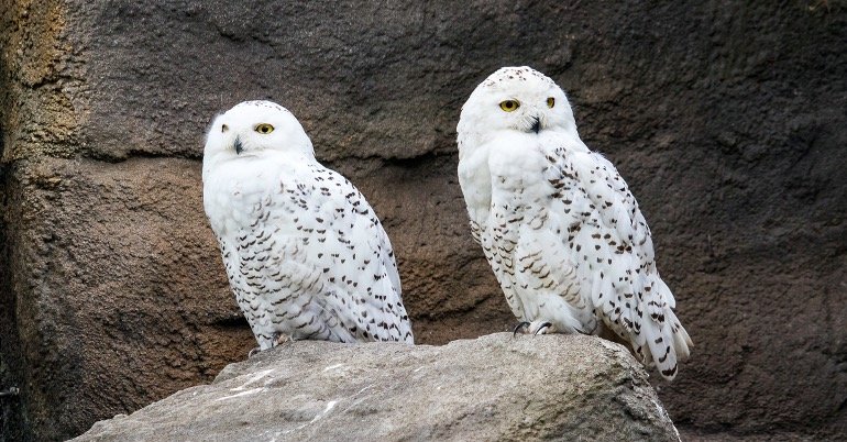 Snowy Owls sitting on rock