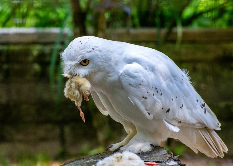 Snowy owl eating animals