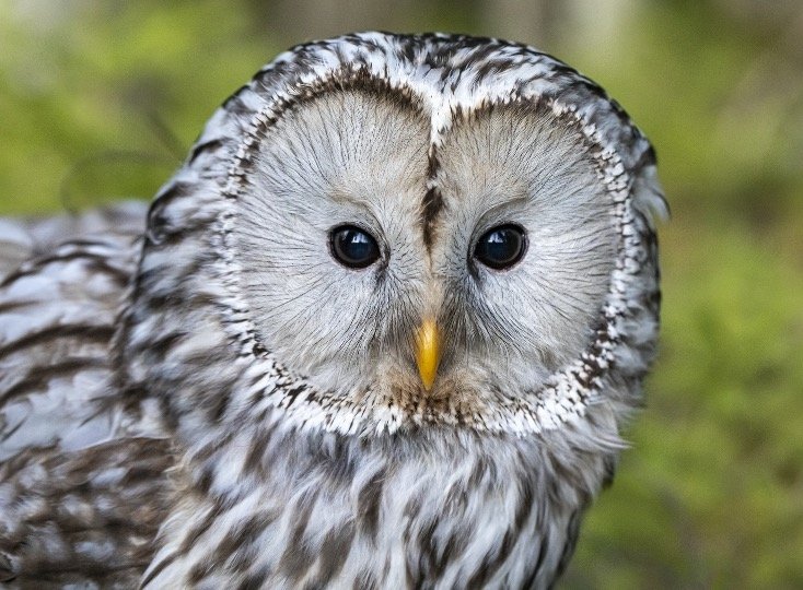 Ural Owl face