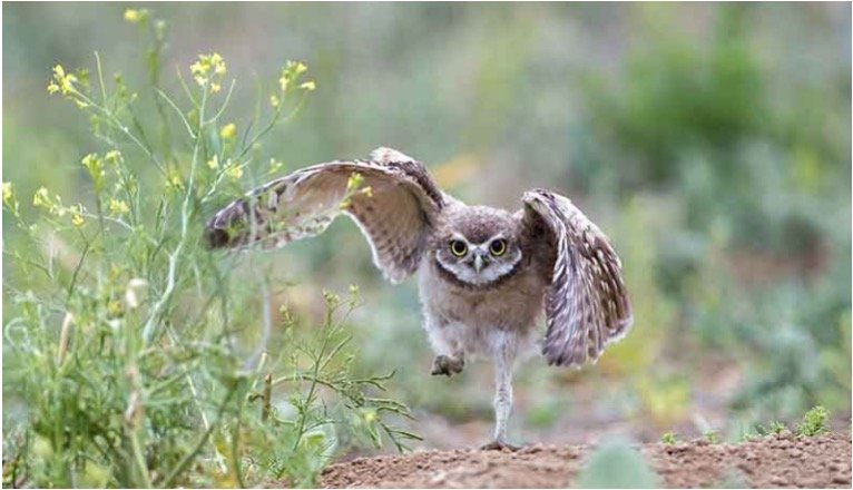 Walking Burrowing owl