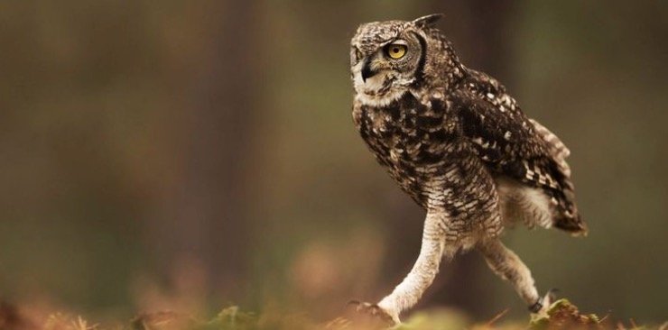 Walking owl shows his long leg