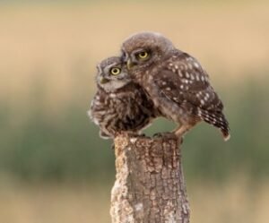 Read more about the article Where Do Owls Live? Everything You Need To Know