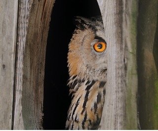 Where Do Owls Nest