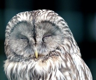 Where Do Owls Sleep