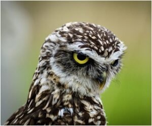 Read more about the article 6 Reasons – Why Do Owls Bob Their Heads?
