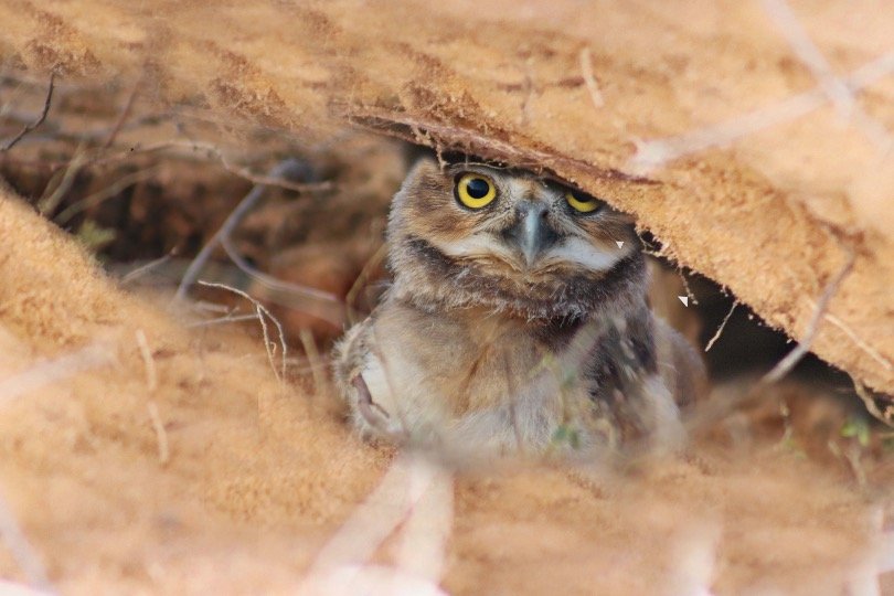 burrowing owl in his nest