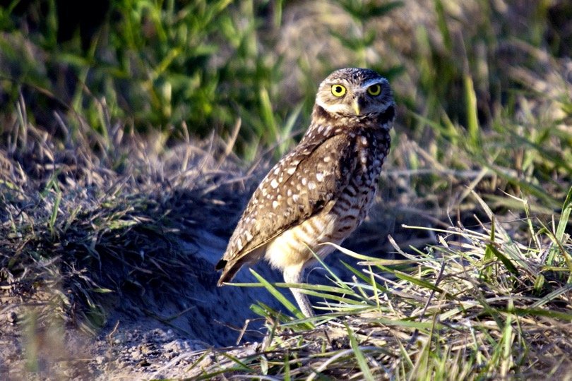 burrowing owl on the ground