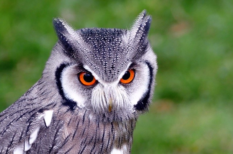 Southern White-faced Owl