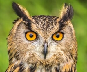 Read more about the article Are Owls Mammals? Everything You Want To Know