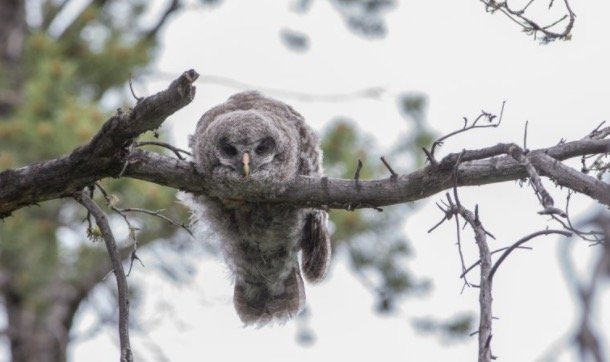 Baby Owl Sleeping Face Down 