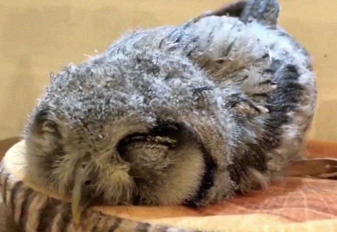 Baby Owl Sleeping Face Down 