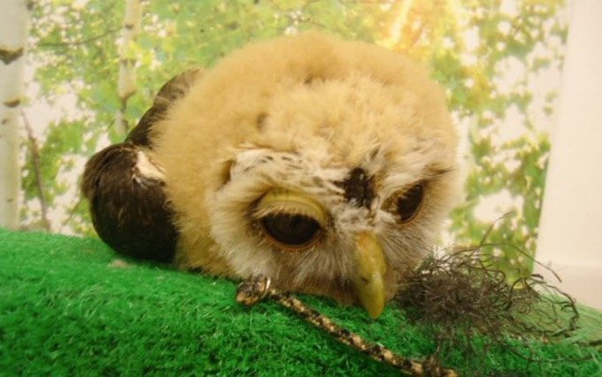 Baby Owl Sleeping Face Down 