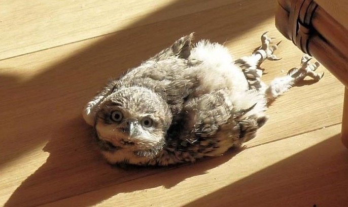 Baby Owl Sleeping Face Down 