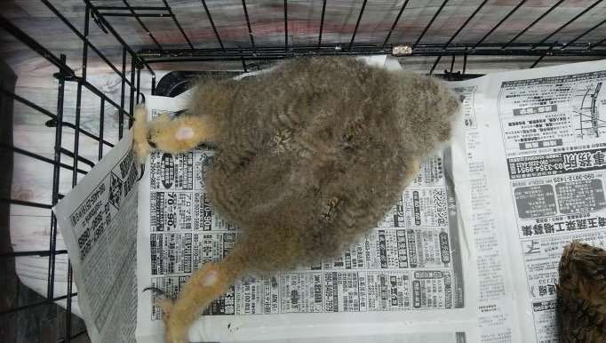 Baby Owl Sleeping Face Down 