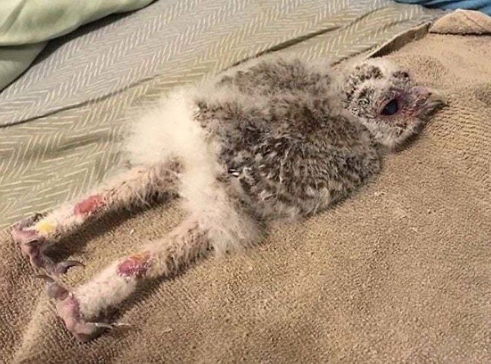 Baby Owl Sleeping Face Down 