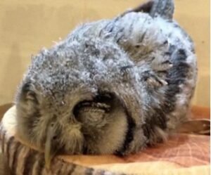 Read more about the article Baby Owl Sleeping Face Down Is Unbelievable (With Picture)