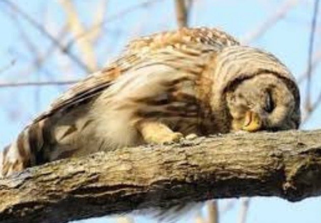 Baby Owl Sleeping Face Down 