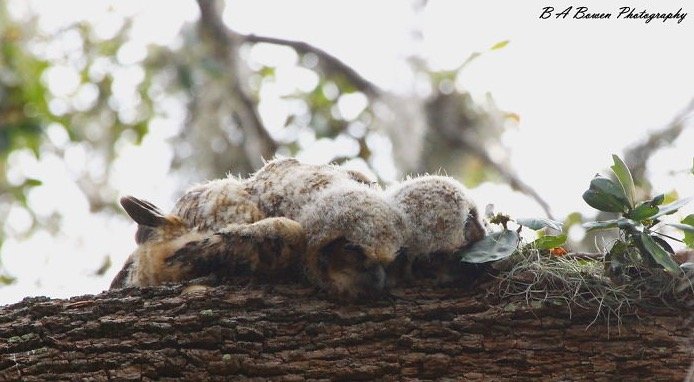 Baby Owl Sleeping Face Down 