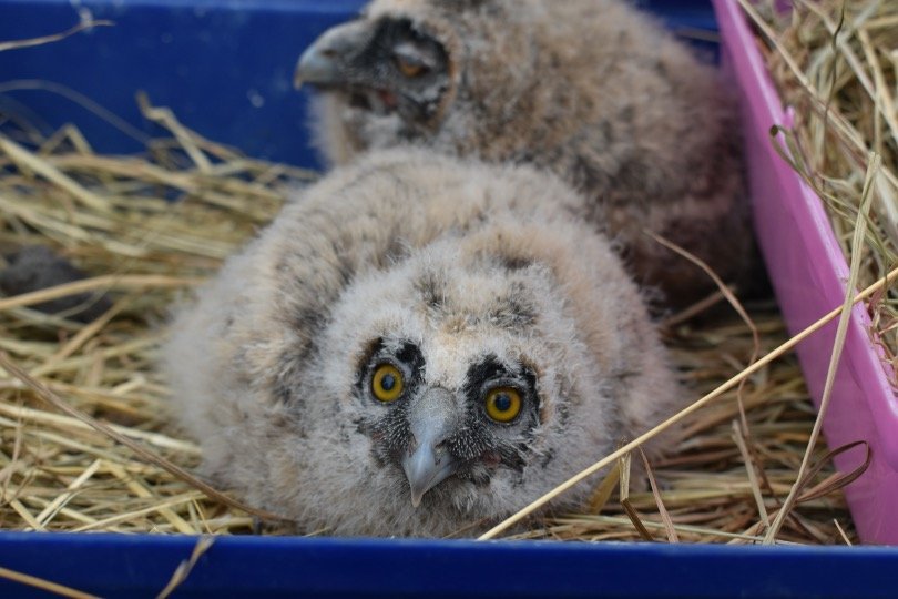 Baby Owls