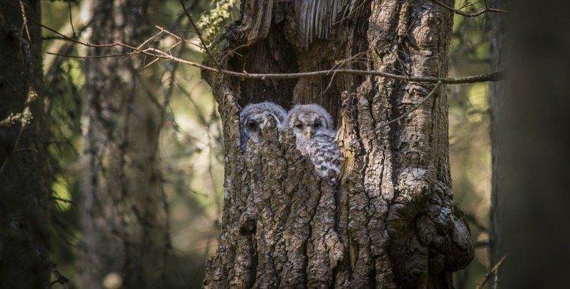 Baby Owls in nest