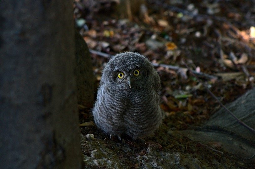 Baby grey owls